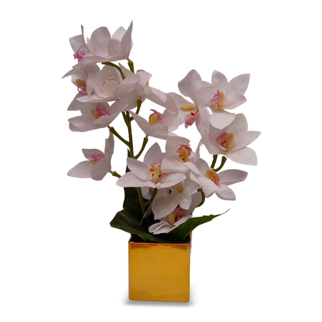 Antique Orchid